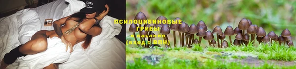 PSILOCYBIN Алексеевка